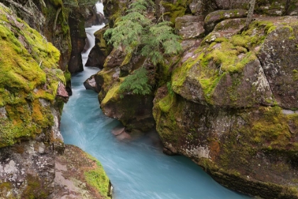 Picture of USA-MONTANA-GLACIER NATIONAL PARK GLACIAL SILT IN AVALANCHE CREEK FLOWS THROUGH GORGE