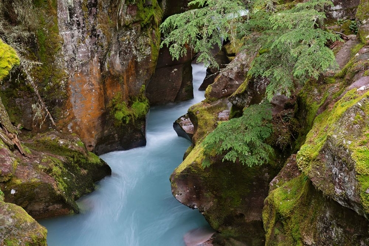 Picture of USA-MONTANA-GLACIER NATIONAL PARK GLACIAL SILT IN AVALANCHE CREEK FLOWS THROUGH GORGE