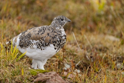 Picture of USA-MONTANA-GLACIER NATIONAL PARK WHITE-TAILED PTARMIGAN IN AUTUMN