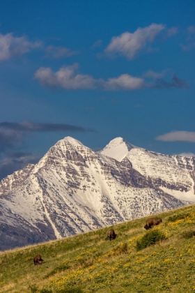 Picture of BISON BULLS GRAZING IN BALSAMROOT WITH DRAMATIC MISSION MOUNTAINS AT THE NATIONAL BISON RANGE IN MO