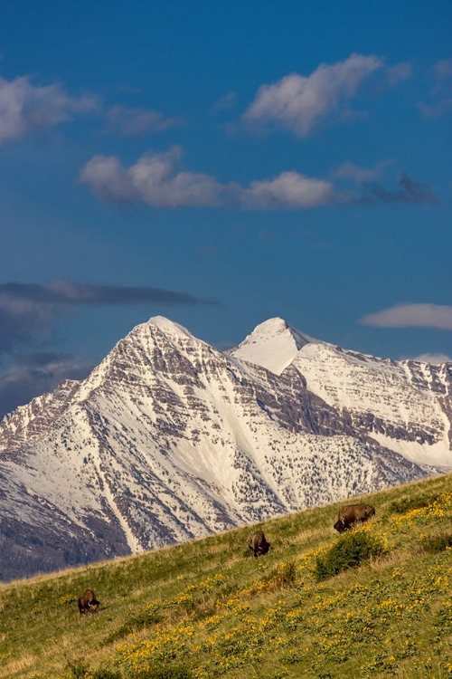 Picture of BISON BULLS GRAZING IN BALSAMROOT WITH DRAMATIC MISSION MOUNTAINS AT THE NATIONAL BISON RANGE IN MO