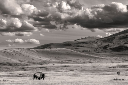 Picture of BISON BULLS GRAZING AT THE NATIONAL BISON RANGE IN MOIESE-MONTANA-USA