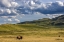 Picture of BISON BULLS GRAZING AT THE NATIONAL BISON RANGE IN MOIESE-MONTANA-USA