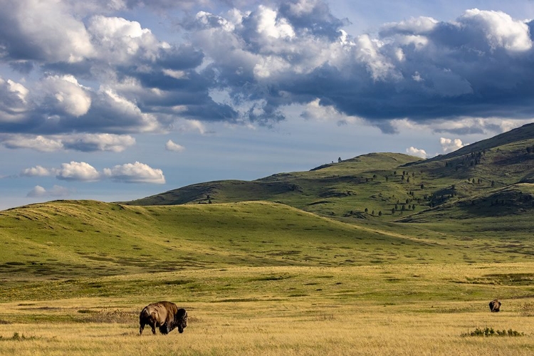 Picture of BISON BULLS GRAZING AT THE NATIONAL BISON RANGE IN MOIESE-MONTANA-USA