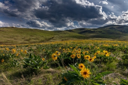 Picture of ARROWLEAF BALSAMROOT IN THE HILLS AT THE NATIONAL BISON RANGE IN MOIESE-MONTANA-USA