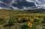 Picture of ARROWLEAF BALSAMROOT IN THE HILLS AT THE NATIONAL BISON RANGE IN MOIESE-MONTANA-USA