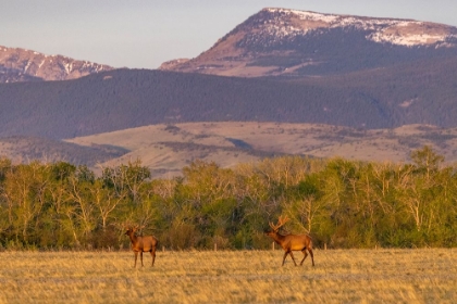 Picture of BULL ELK IN VELVET ALONG THE ROCKY MOUNTAIN FRONT NEAR CHOTEAU-MONTANA-USA