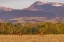 Picture of BULL ELK IN VELVET ALONG THE ROCKY MOUNTAIN FRONT NEAR CHOTEAU-MONTANA-USA