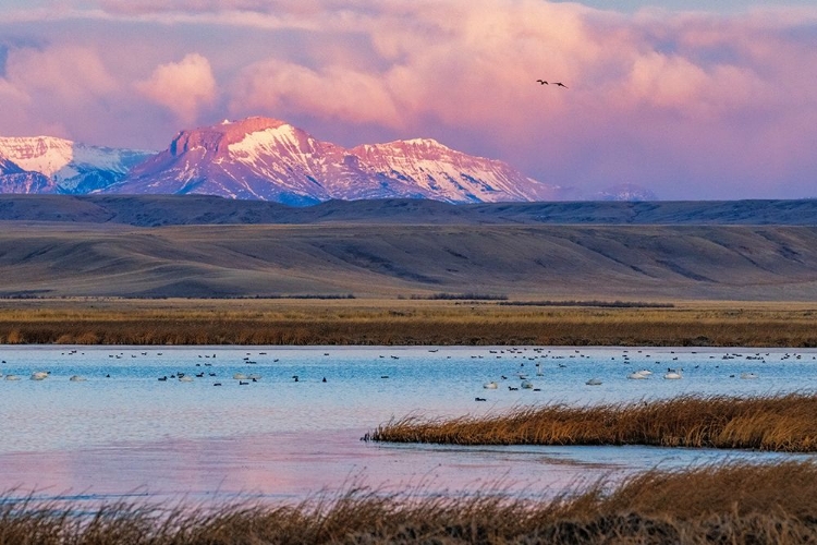 Picture of BIRDS IN POND WITH EAR MOUNTAIN IN BACKGROUND DURING SPRING MIGRATION AT FREEZEOUT LAKE WILDLIFE MA