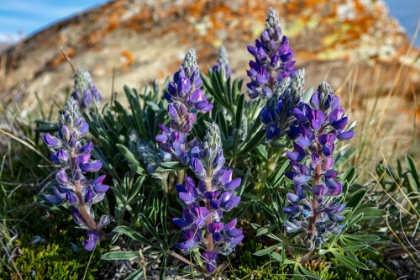 Picture of LUPINE WILDFLOWERS ALONG THE ROCKY MOUNTAIN FRONT NEAR CHOTEAU-MONTANA-USA