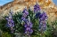 Picture of LUPINE WILDFLOWERS ALONG THE ROCKY MOUNTAIN FRONT NEAR CHOTEAU-MONTANA-USA