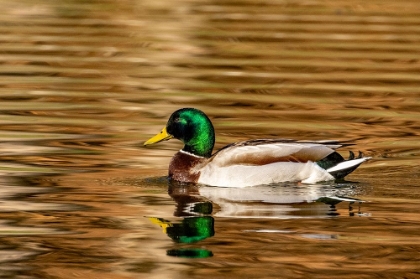 Picture of MALLARD DUCKS AT WOODLAND PARK IN KALISPELL-MONTANA-USA