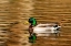 Picture of MALLARD DUCKS AT WOODLAND PARK IN KALISPELL-MONTANA-USA