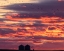 Picture of SNOW GEESE SILHOUETTED AGAINST SUNRISE SKY DURING SPRING MIGRATION AT FREEZEOUT LAKE WILDLIFE MANAG