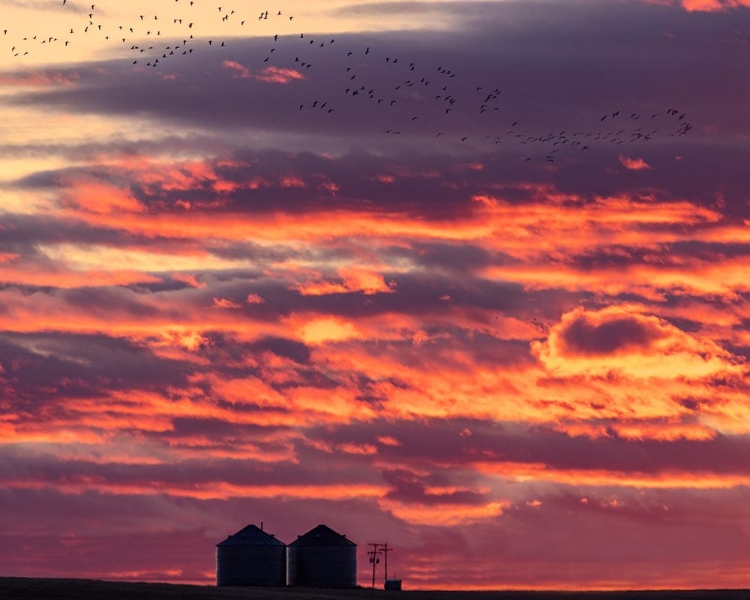Picture of SNOW GEESE SILHOUETTED AGAINST SUNRISE SKY DURING SPRING MIGRATION AT FREEZEOUT LAKE WILDLIFE MANAG