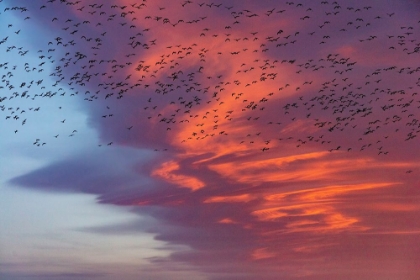 Picture of SNOW GEESE LIFT OFF WITH DRAMATIC LENTICULAR CLOUD SUNRISE SKY DURING SPRING MIGRATION AT FREEZEOUT