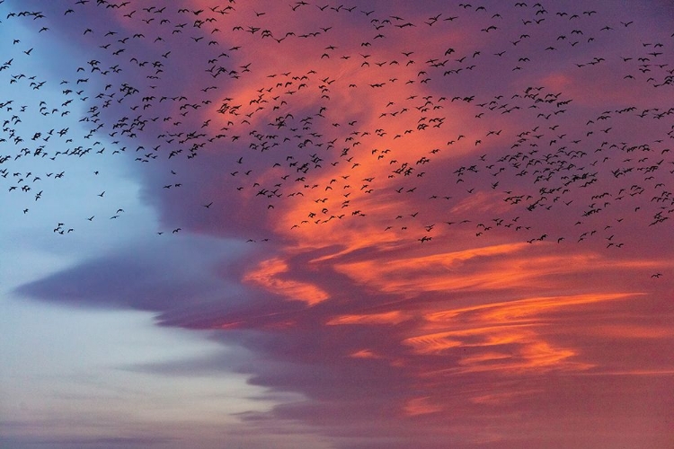 Picture of SNOW GEESE LIFT OFF WITH DRAMATIC LENTICULAR CLOUD SUNRISE SKY DURING SPRING MIGRATION AT FREEZEOUT
