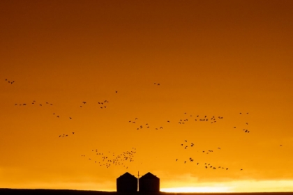 Picture of SNOW GEESE SILHOUETTED AGAINST DRAMATIC SUNRISE SKY DURING SPRING MIGRATION AT FREEZEOUT LAKE WILDL