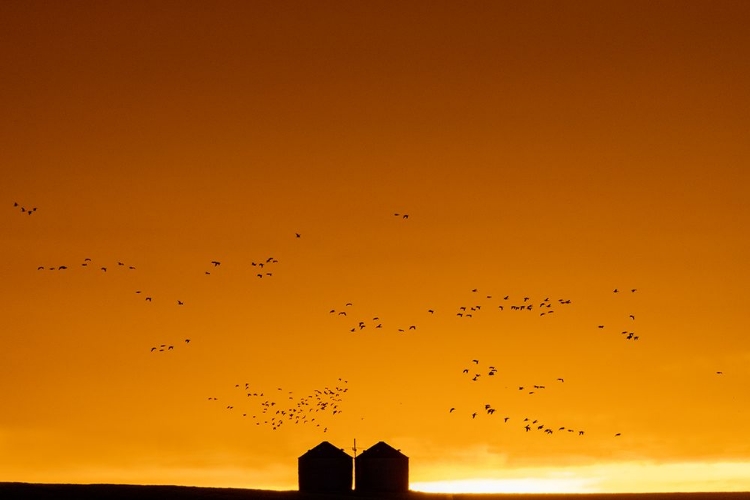 Picture of SNOW GEESE SILHOUETTED AGAINST DRAMATIC SUNRISE SKY DURING SPRING MIGRATION AT FREEZEOUT LAKE WILDL