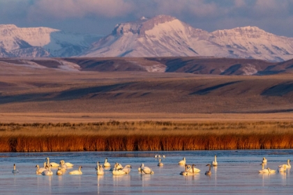 Picture of TUNDRA SWANS WITH EAR MOUNTAIN IN BACKGROUND DURING SPRING MIGRATION AT FREEZEOUT LAKE WILDLIFE MAN