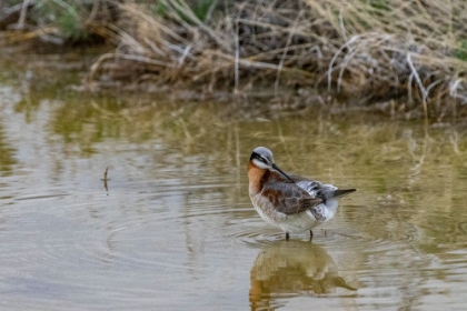 Picture of WILSONS PHALAROPE AT FREEZEOUT LAKE WILDLIFE MANAGEMENT AREA NEAR FAIRFIELD-MONTANA-USA