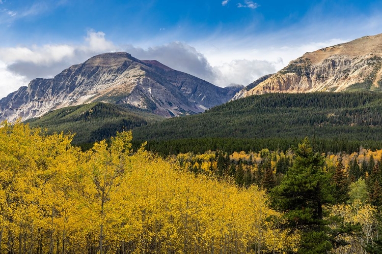 Picture of AUTUMN ASPEN GROVE WITH BEAR MOUNTAIN IN GLACIER NATIONAL PARK-MONTANA-USA