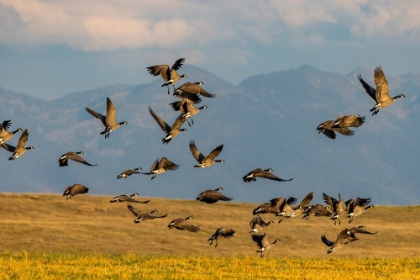 Picture of CANADA GEESE TAKE OFF FOR FLIGHT IN THE FLATHEAD VALLEY-MONTANA-USA