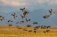 Picture of CANADA GEESE TAKE OFF FOR FLIGHT IN THE FLATHEAD VALLEY-MONTANA-USA
