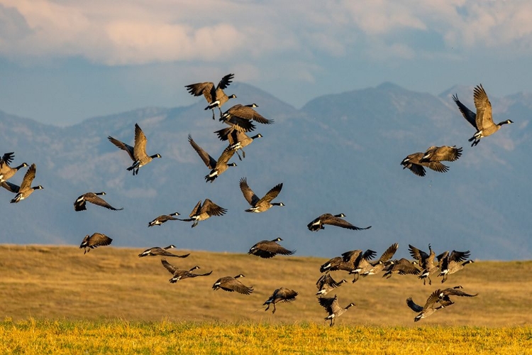 Picture of CANADA GEESE TAKE OFF FOR FLIGHT IN THE FLATHEAD VALLEY-MONTANA-USA