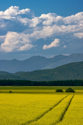 Picture of FLOWERING CANOLA IN THE FLATHEAD VALLEY-MONTANA-USA