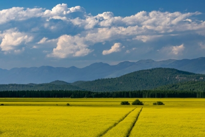 Picture of FLOWERING CANOLA IN THE FLATHEAD VALLEY-MONTANA-USA