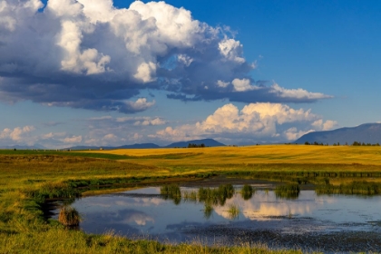 Picture of WETLANDS POND IN THE FLATHEAD VALLEY-MONTANA-USA
