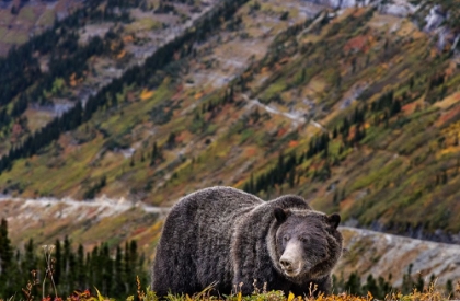 Picture of GRIZZLY BEAR ALONG GOING-TO-THE-SUN ROAD IN GLACIER NATIONAL PARK-MONTANA-USA