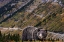 Picture of GRIZZLY BEAR ALONG GOING-TO-THE-SUN ROAD IN GLACIER NATIONAL PARK-MONTANA-USA