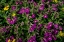 Picture of LEWIS MONKEYFLOWERS AND ARNICA WILDFLOWERS IN GLACIER NATIONAL PARK-MONTANA-USA