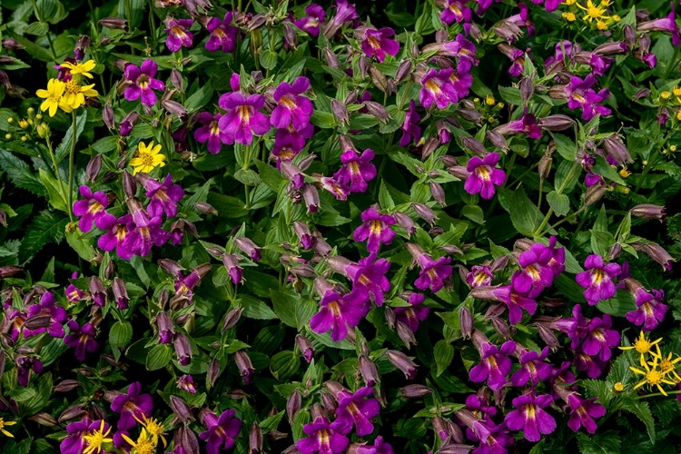 Picture of LEWIS MONKEYFLOWERS AND ARNICA WILDFLOWERS IN GLACIER NATIONAL PARK-MONTANA-USA