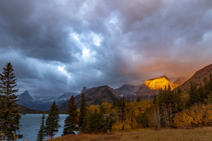 Picture of SHOULDER OF MOUNT CLEVELAND BATHED IN GOLDEN SUNRISE LIGHT IN GLACIER NATIONAL PARK-MONTANA-USA