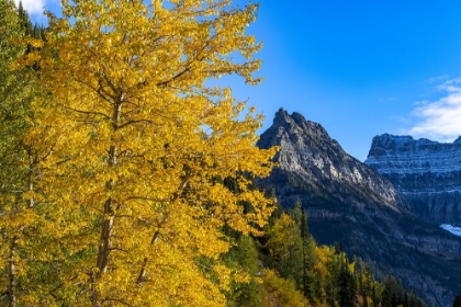 Picture of AUTUMN COTTONWOOD AND MOUNT OBERLIN IN GLACIER NATIONAL PARK-MONTANA-USA