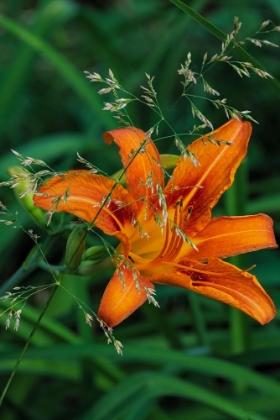 Picture of ORANGE DAYLILY IN WHITEFISH-MONTANA-USA