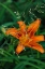 Picture of ORANGE DAYLILY IN WHITEFISH-MONTANA-USA