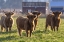 Picture of HIGHLAND CATTLE IN THE FLATHEAD VALLEY-MONTANA-USA
