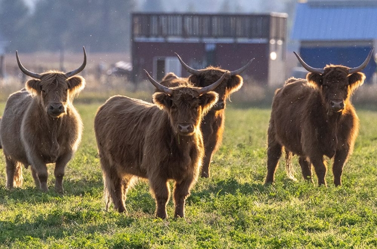 Picture of HIGHLAND CATTLE IN THE FLATHEAD VALLEY-MONTANA-USA