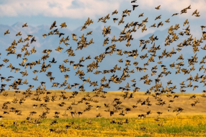 Picture of HUGE FLOCK OF EUROPEAN STARLINGS TAKE FLIGHT IN THE FLATHEAD VALLEY-MONTANA-USA