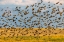 Picture of HUGE FLOCK OF EUROPEAN STARLINGS TAKE FLIGHT IN THE FLATHEAD VALLEY-MONTANA-USA