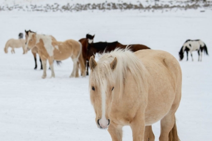 Picture of USA-MONTANA-GARDINER HORSES WITH WINTER COATS IN SNOW