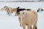 Picture of USA-MONTANA-GARDINER HORSES WITH WINTER COATS IN SNOW