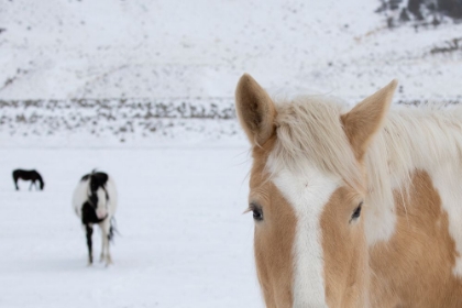 Picture of USA-MONTANA-GARDINER PALOMINO PAINT HORSE WITH SHAGGY WINTER COATS IN SNOW