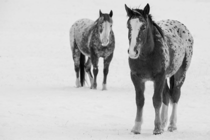 Picture of USA-MONTANA-GARDINER APPALOOSA HORSES IN WINTER SNOW