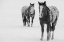 Picture of USA-MONTANA-GARDINER APPALOOSA HORSES IN WINTER SNOW