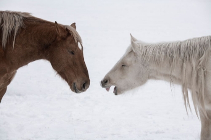 Picture of USA-MONTANA GARDINER PALOMINO AND SORREL-WITH SHAGGY WINTER COAT-NOSE TO NOSE
